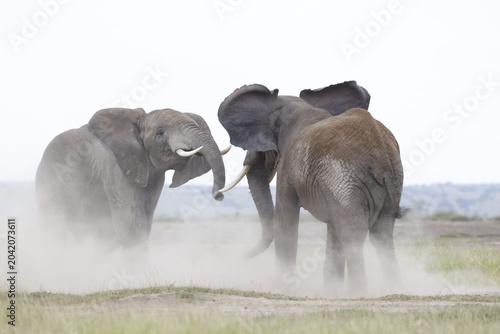 Canvas Print African Elephants Fighting, Amboseli National park Kenya