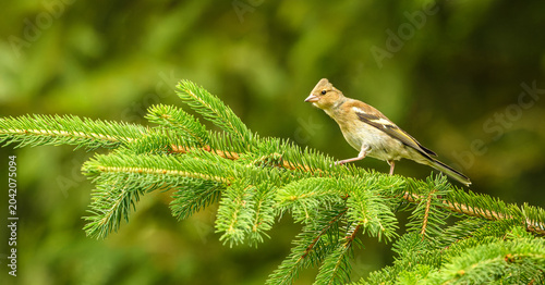 juvenile Eurasian or common chaffinch (Fringilla coelebs) on branch