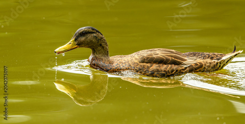 mallard wild duck (Anas platyrhynchos) female swimming