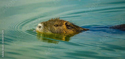 nutria or coypu (Myocastor coypus) swimming in water