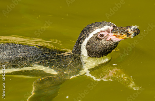 Humboldt penguin (Spheniscus humboldti) swimming in water