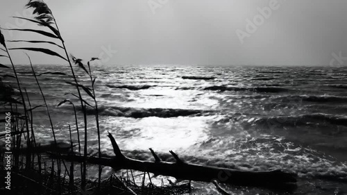 Black and white view of a windy ocean with reeds blowing and driftwood on the shore