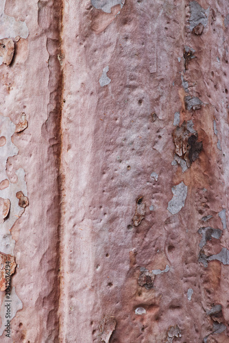 kajimbourra, Sydney red gum, rusty gum, smooth-barked apple, or smooth-barked angophora (Angophora costata)