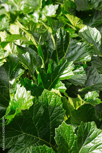 Fotografie bear's breeches, sea dock, bear's foot plant, sea holly, gator plant or oyster p