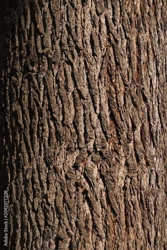 Schilderij op canvas closeup of Atlas cedar bark (Cedrus atlantica)