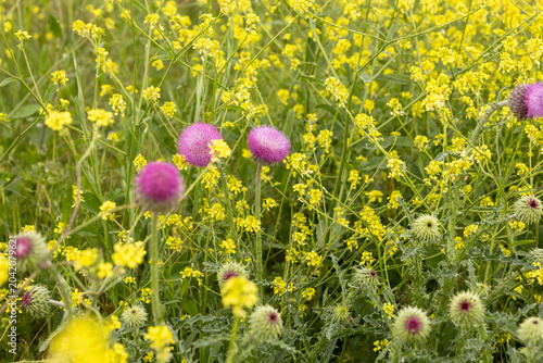 Yellow chamomile wildflowers in green grass, nature spring background.