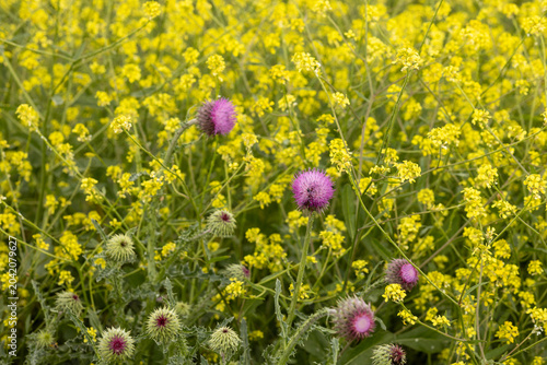 Yellow chamomile wildflowers in green grass, nature spring background.