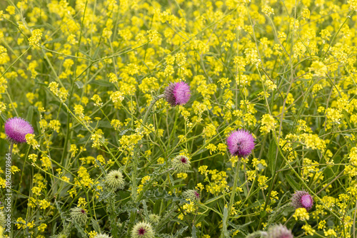 Yellow chamomile wildflowers in green grass, nature spring background.