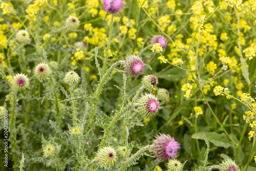 Yellow chamomile wildflowers in green grass, nature spring background.