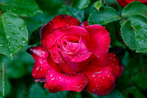 Blooming red rose flower in the garden with raindrops on its petals