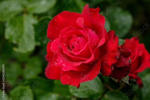 Blooming red rose flower in the garden with raindrops on its petals