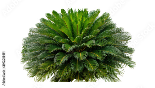 Photos Sago palm plant with lush green fronds