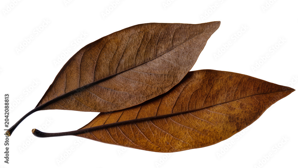 Obraz premium Two dry brown autumn leaves with visible veins
