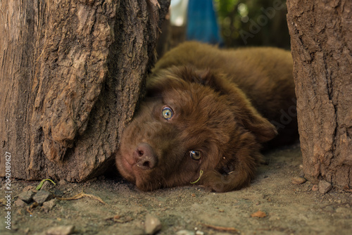 brown labrador puppy, in the yard