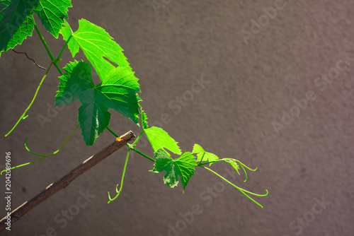 grape branch, green
