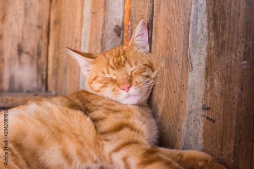 orange cat lies on the threshold