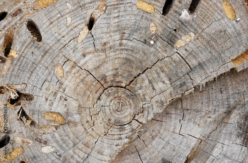 Close-up of a weathered tree stump displaying detailed growth rings, natural cracks, and textured wood grain.