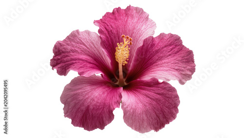 Foto Pink hibiscus flower with yellow stamen