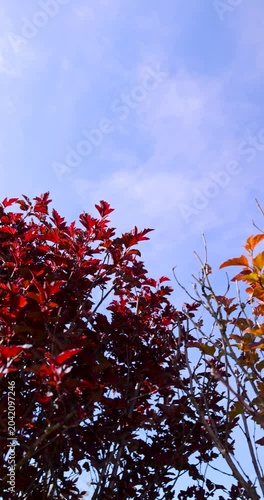 natural red foliage in spring, new fresh delicate red foliage on shrubs in the spring season in sunny weather, new growth