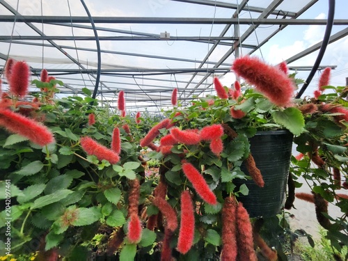 Acalypha hispida is a shrub, popularly grown as an ornamental plant. It has long, drooping, bright red flower stalks that resemble a squirrel's tail. 