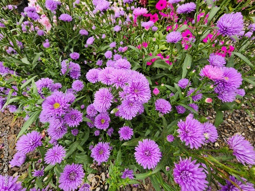 Callistephus chinensis is a fragrant herbaceous plant with flowers in various colors such as purple, pink, white, and red, symbolizing true love and sincerity. It is grown as an ornamental plant 