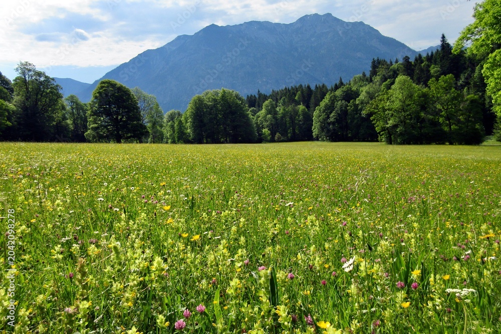 Fototapeta premium alpine meadow with wildflowers and mountain view