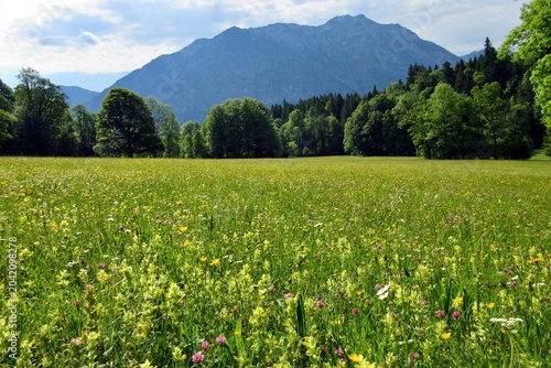 Canvastavla alpine meadow with wildflowers and mountain view