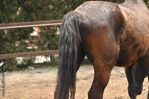 Cavalli