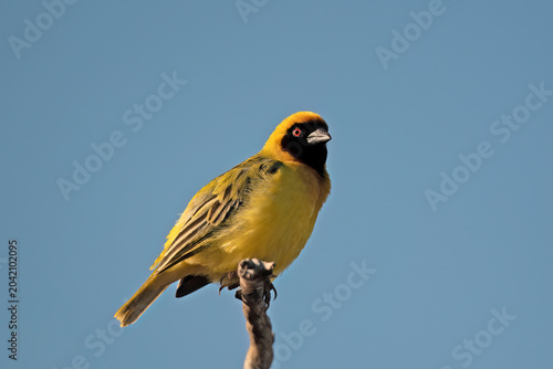 Southern Masked-Weaver (Ploceus velatus) Pilanesberg Nature Reserve, South Africa