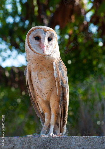 Картината върху платно Common barn owl in India