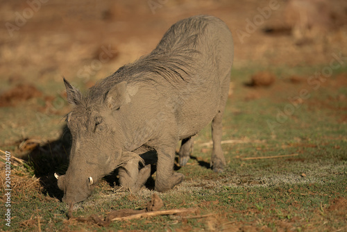 Warthog ( Phacochoerus Africanus) Pilanesberg Nature Reserve, South Africa