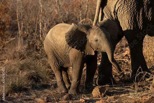 African Elephant ( Loxodonta Africana ) Pilanesberg Nature Reserve, South Africa