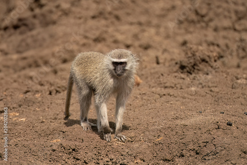 Vervet Monkey (Cercopithecus aethiops) Pilanesberg Nature Reserve, South Africa