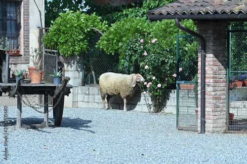 Pecora che mangia le rose