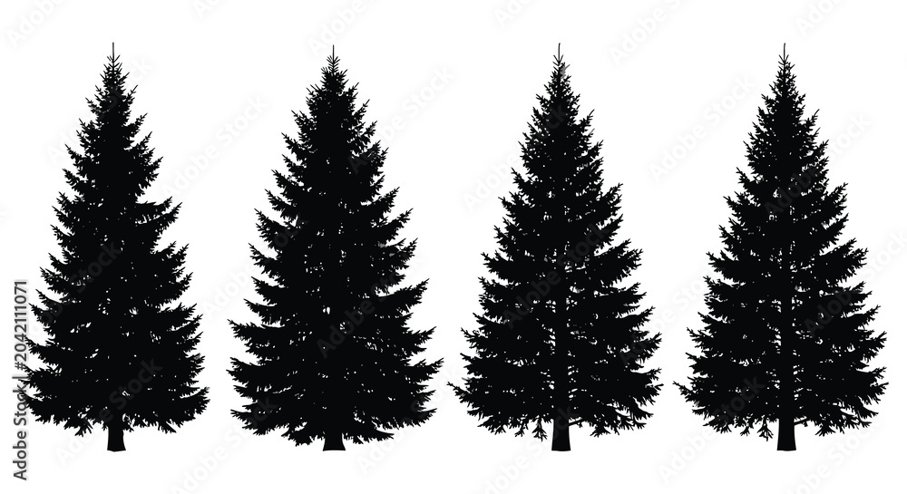 Fototapeta premium Fir Tree Silhouettes On White Background Four Evergreen Conifers