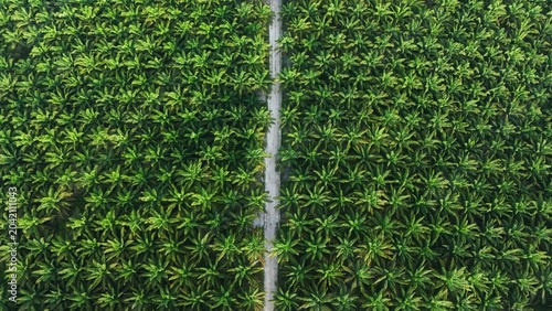 Bild auf Leinwand Aerial view of a lush green field with a pathway.
