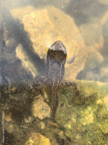Bild auf Leinwand Herpetological research of Rana temporaria tadpole development