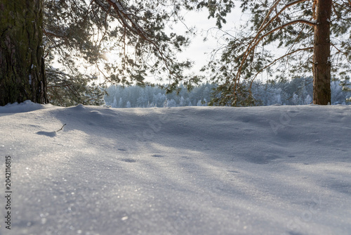 old pines in winter with frozen needles and paws completely covered with snow, part of the trees against the sky after snowfalls