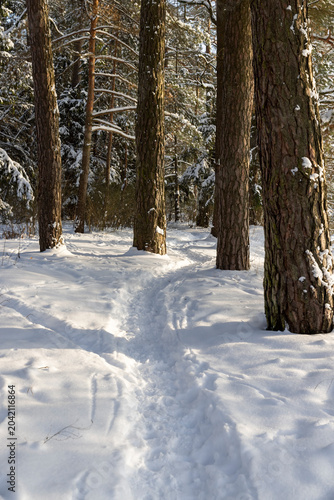 pines covered with snow in winter, some trees against the sky after snowfalls and frosts with great cold and frost, a narrow path trampled during nature walks near the city