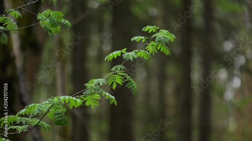 Rowan branches in forest with natural green background