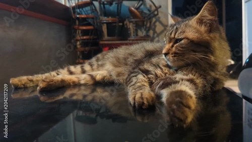 A fluffy tabby cat rests on a glossy table, waking up now and then to observe its surroundings before relaxing again in the warm and quiet indoor atmosphere