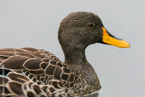 Tableau sur toile A yellow-billed duck floats on calm water