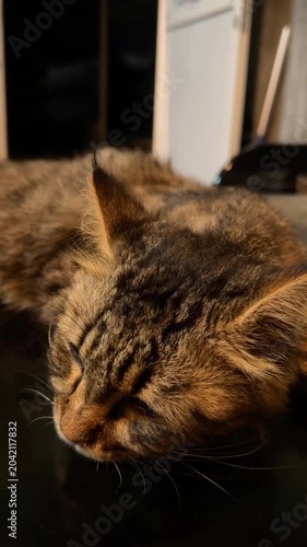 A fluffy tabby cat sleeps peacefully on a dark surface while a gentle breeze ruffles its soft fur, creating a cozy and calming indoor moment under warm lighting.