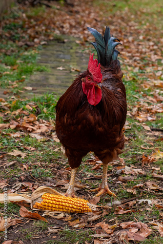 Bild auf Leinwand Rhode Island Red Rooster and Hens in a Backyard Farm Enclosure