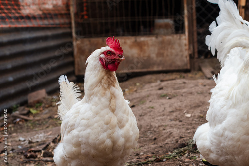 Bild auf Leinwand White Leghorn Chickens and Rooster Walking in a Rural Backyard Coop
