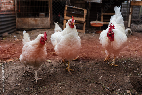Foto White Leghorn Chickens and Rooster Walking in a Rural Backyard Coop