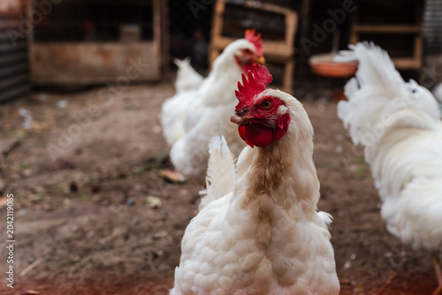 Εκτύπωση καμβά White Leghorn Chickens and Rooster Walking in a Rural Backyard Coop