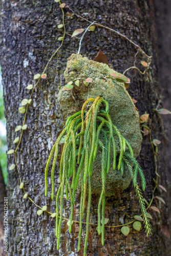 epiphytic plants hanging from trees, huperzia phlegmaria