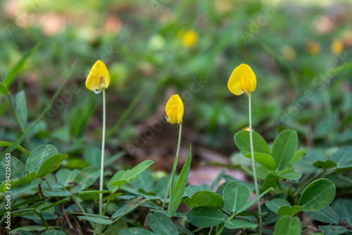 Tableau sur toile Small bright yellow flowers blowing in the wind, pinto peanut, arachis pintoi