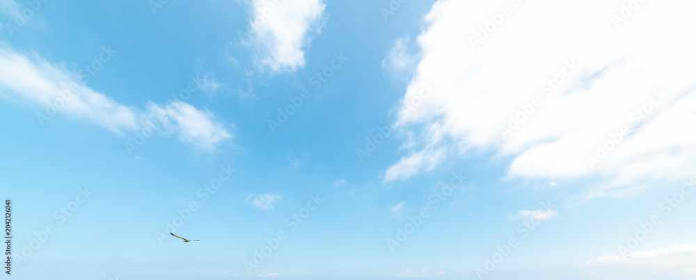 Fototapeta premium Seagull Flying in Blue Sky with White Clouds
